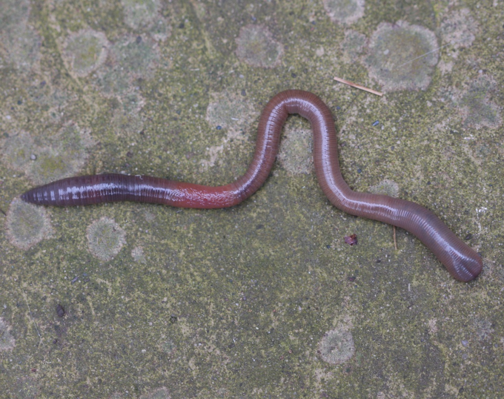 Black Headed Worm