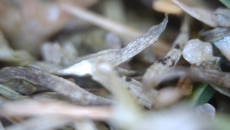 anthracnose close up