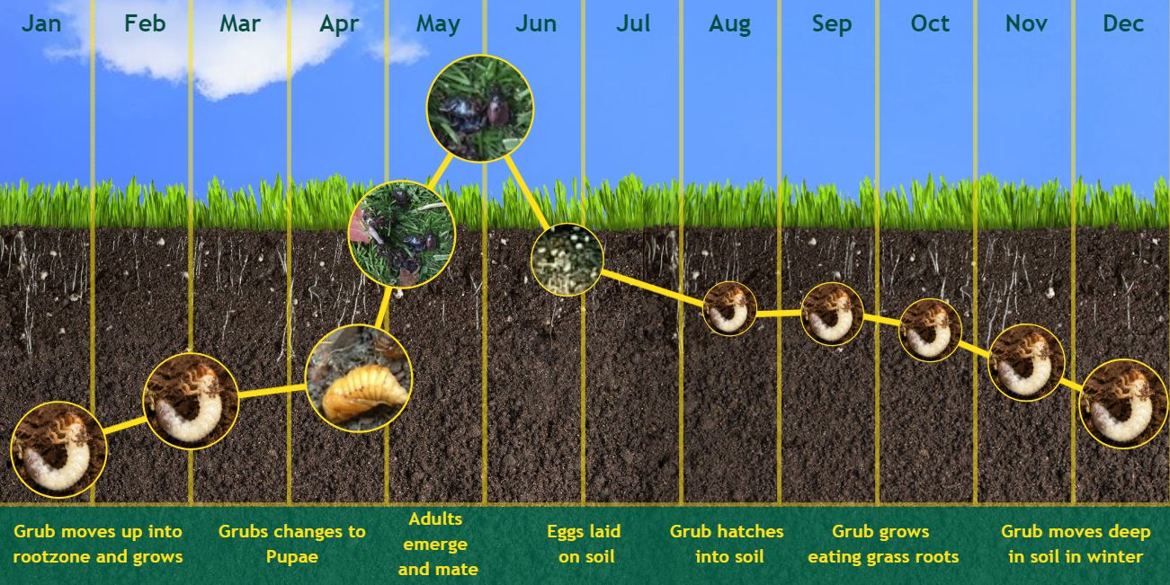 chafer grub lifecycle