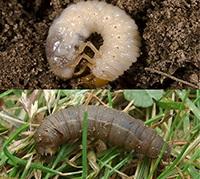 chafer grubs and leatherjackets