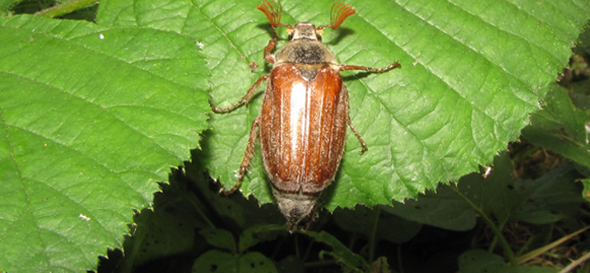 cock chafer