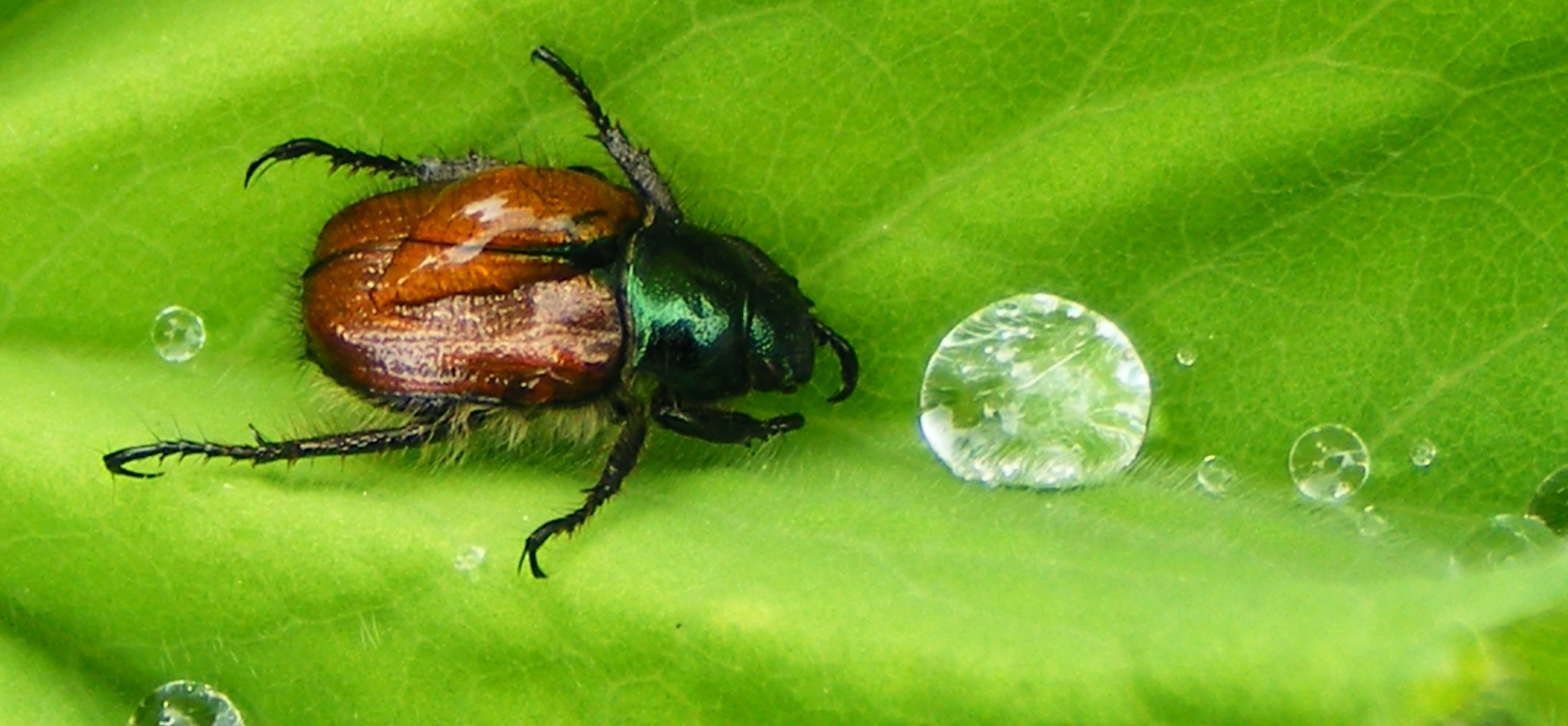 garden chafer