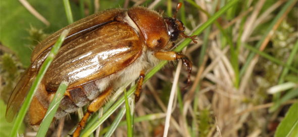 summer chafer