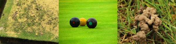 image of worm casts on a bowling green, and bowls balls