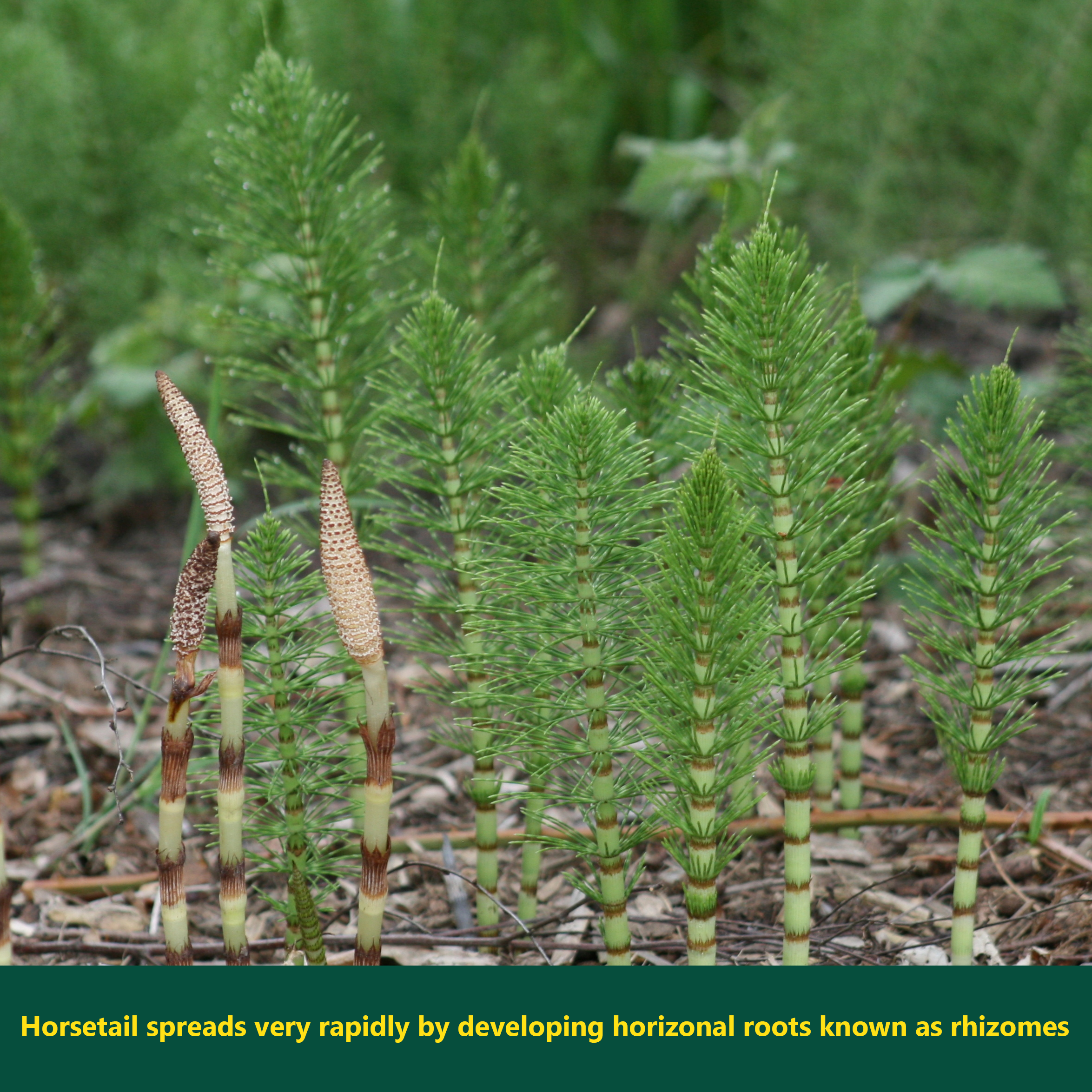 Horsetail