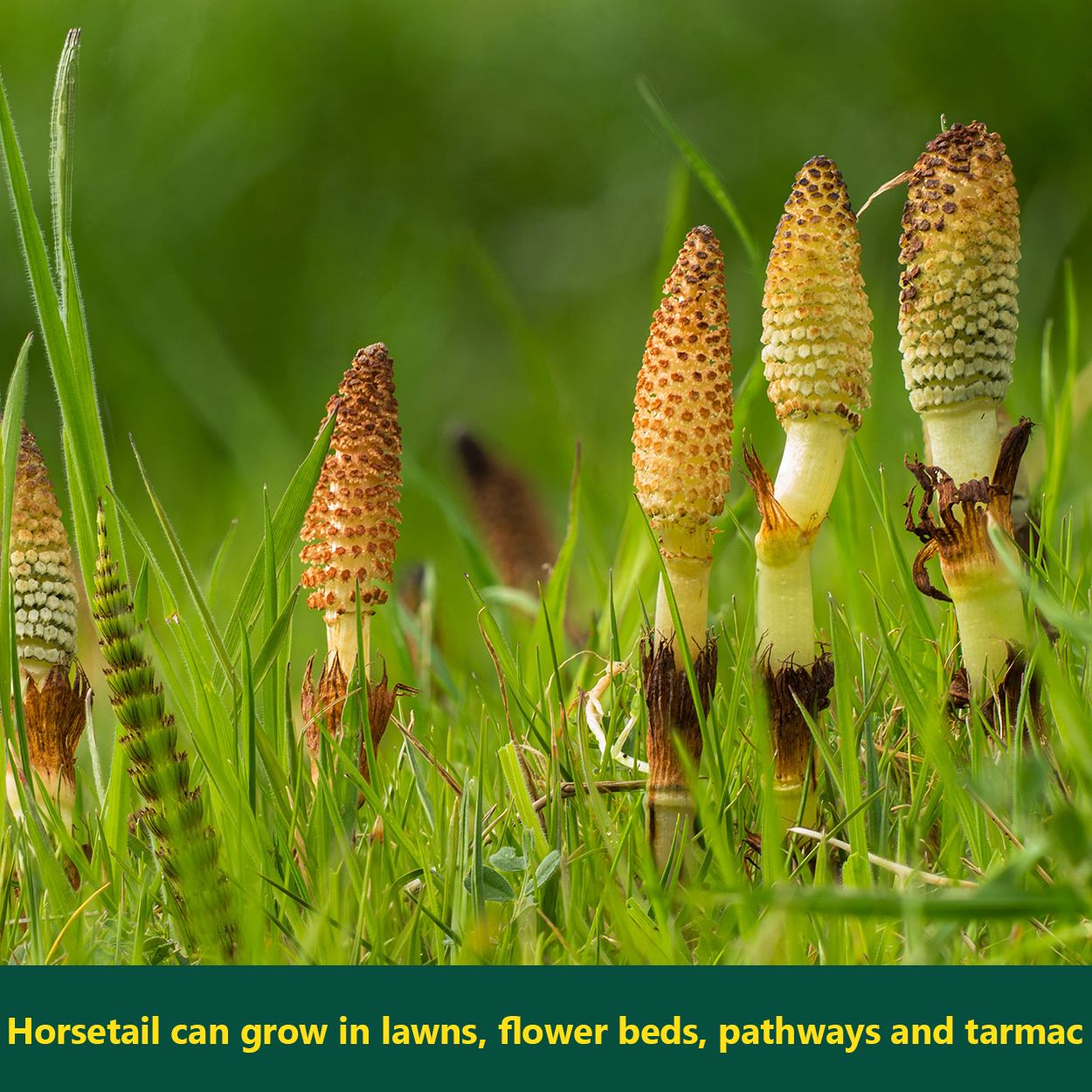 Horsetail