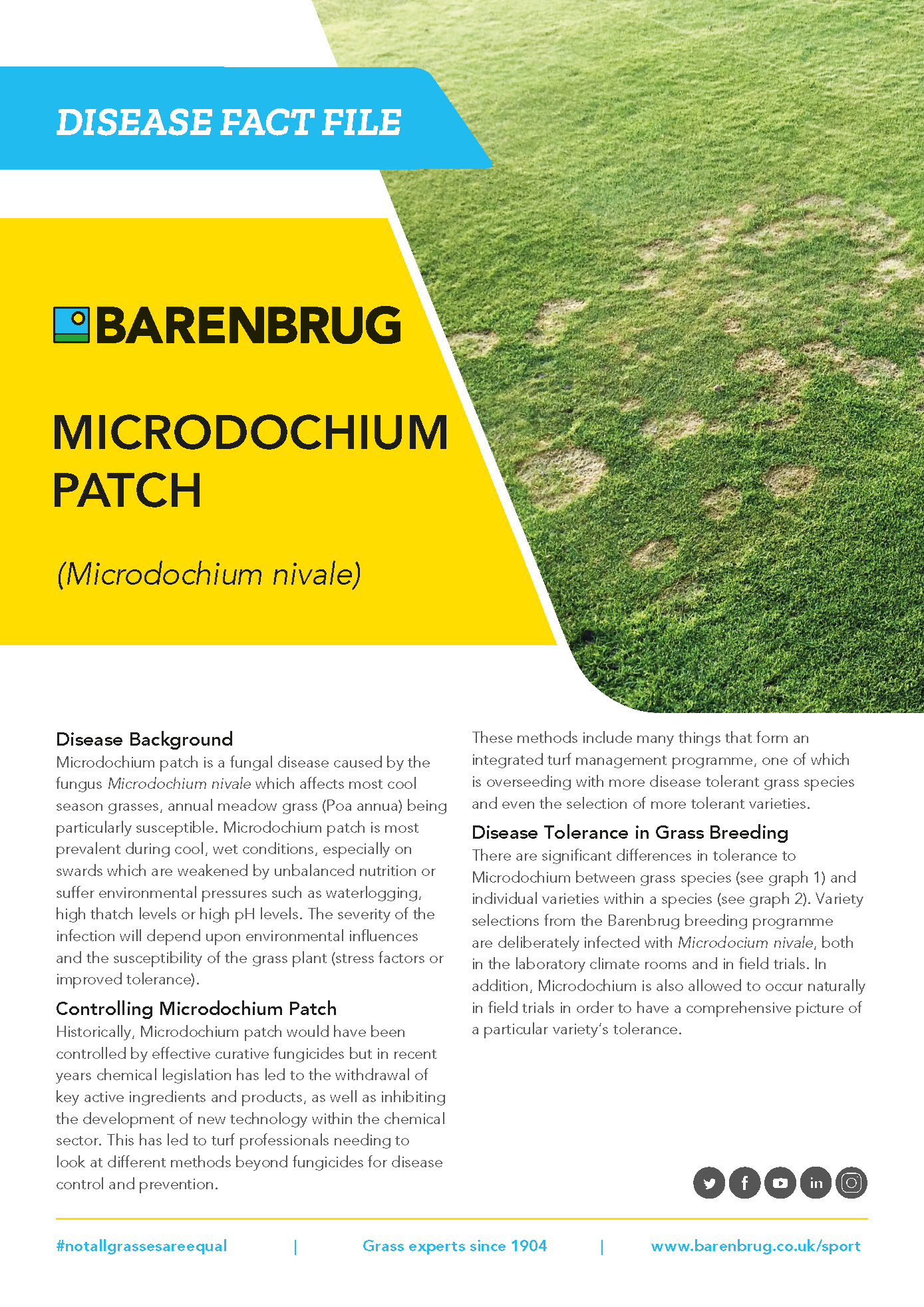 Microdochium Patch Disease Fact File 1