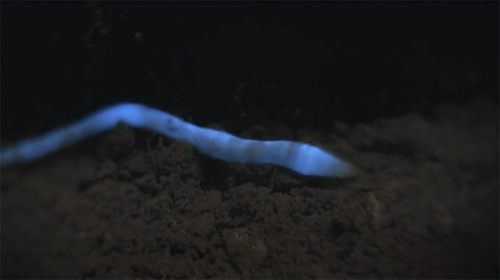  Microscolex Phosphoreus Worm