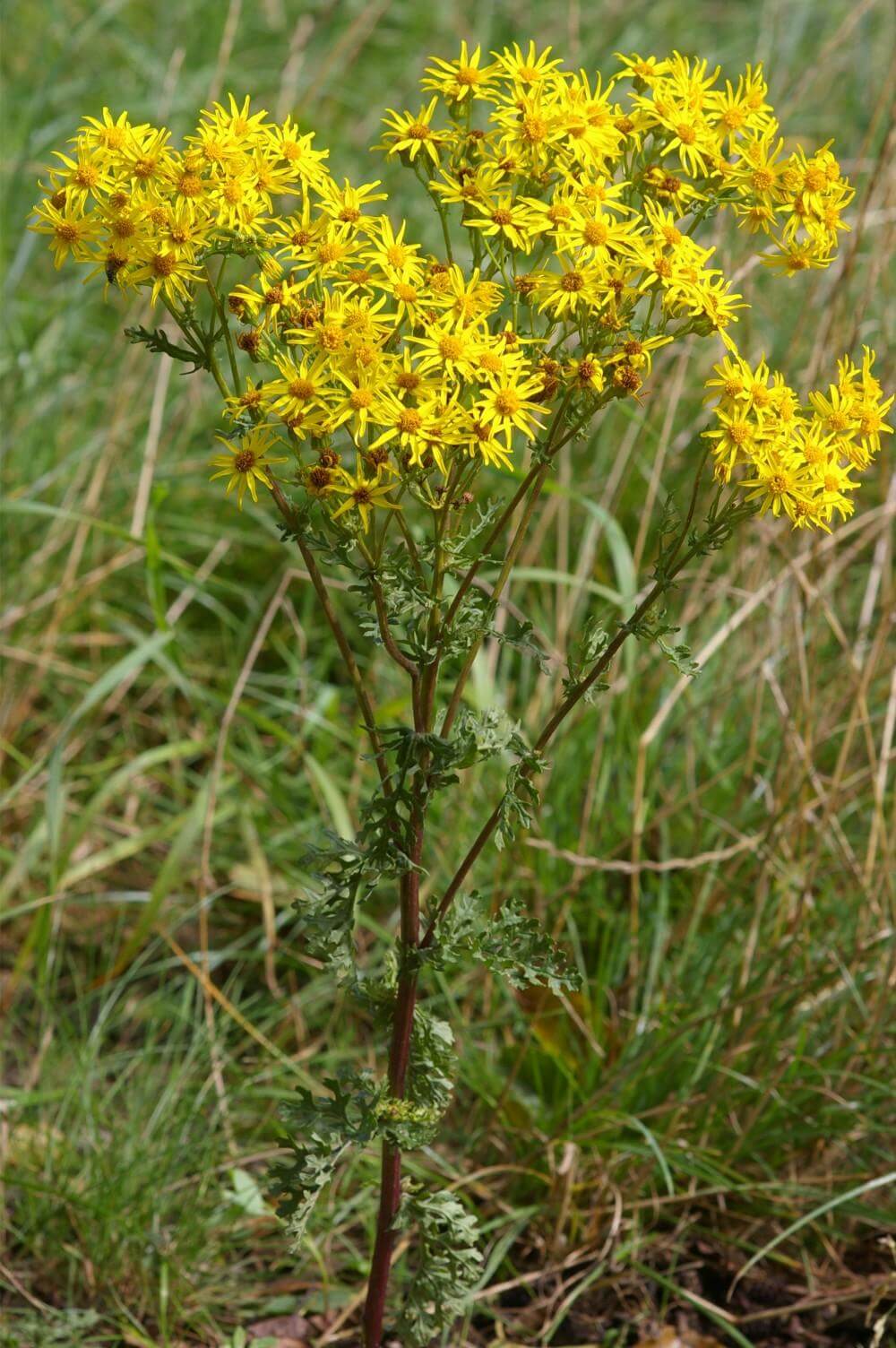 Ragwort 1