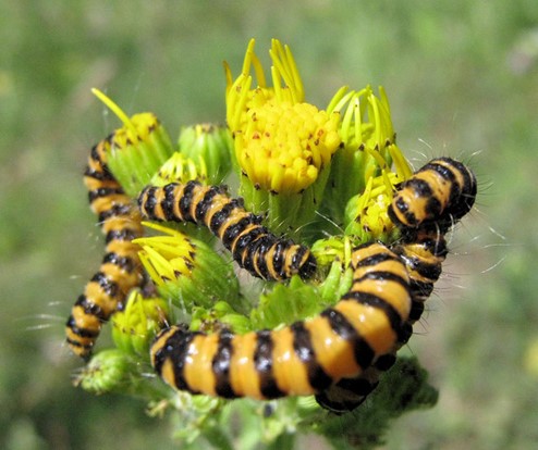 Ragwort 2