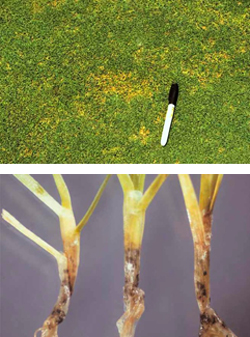 control of anthracnose