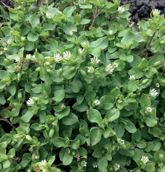 chickweed;