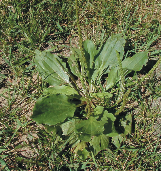 greater plantain;