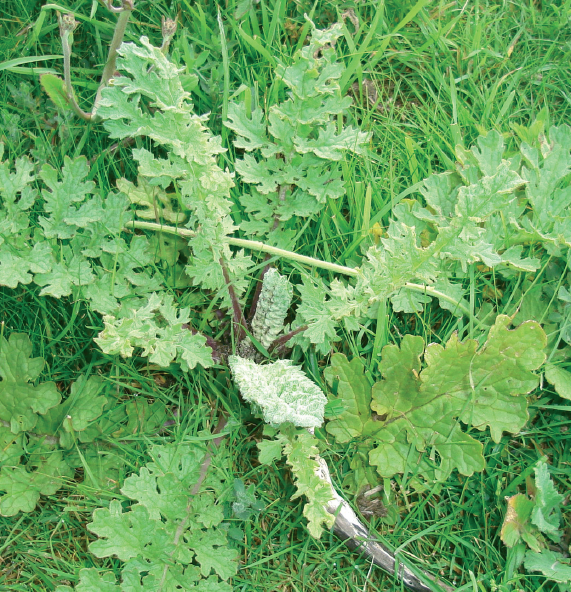 ragwort;