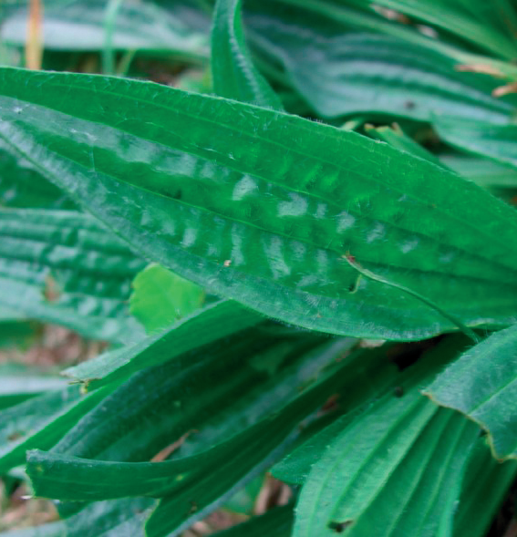 ribwort plantain;