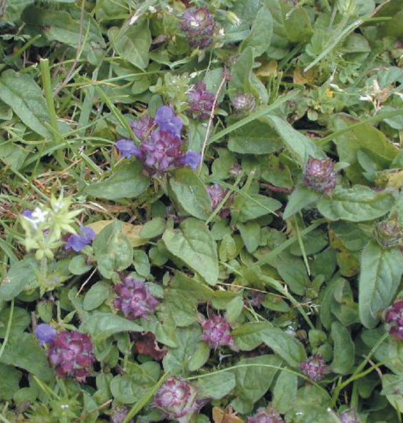 Selfheal;