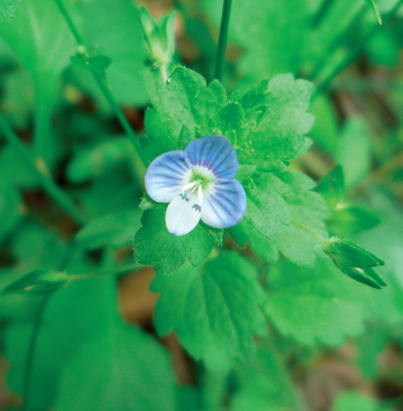 speedwell;