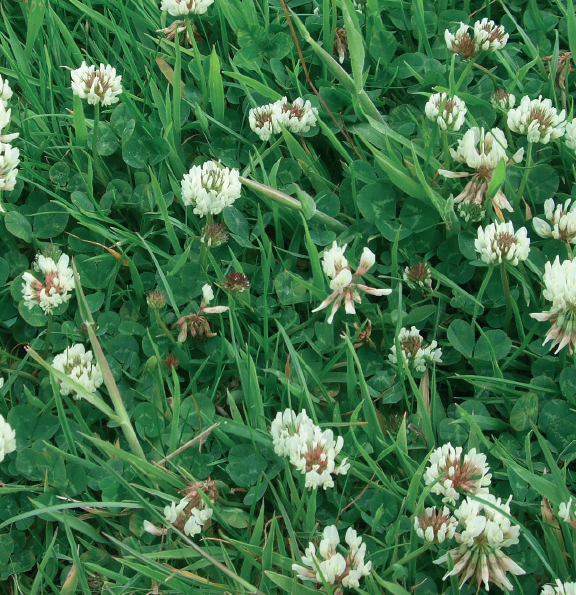 white clover;