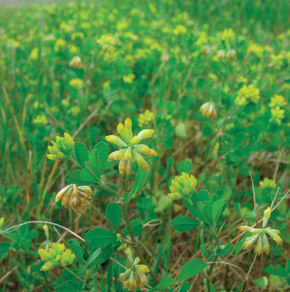 yellow suckling clover;