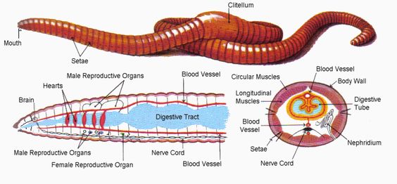 The Anatomy Of The Earthworm