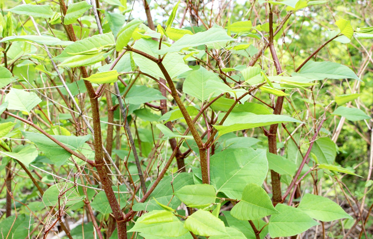 Japanese Knotweed