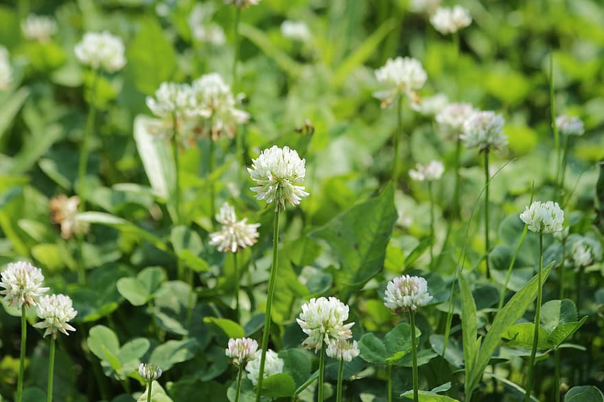 White Clover