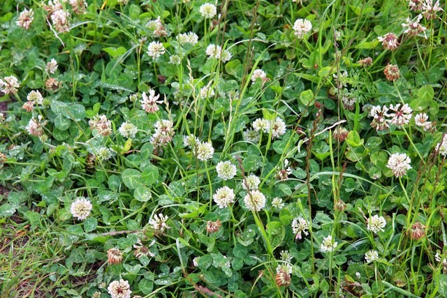 White Clover