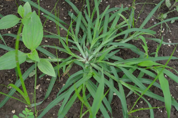 Crabgrass control in Delson and Saint-Constant