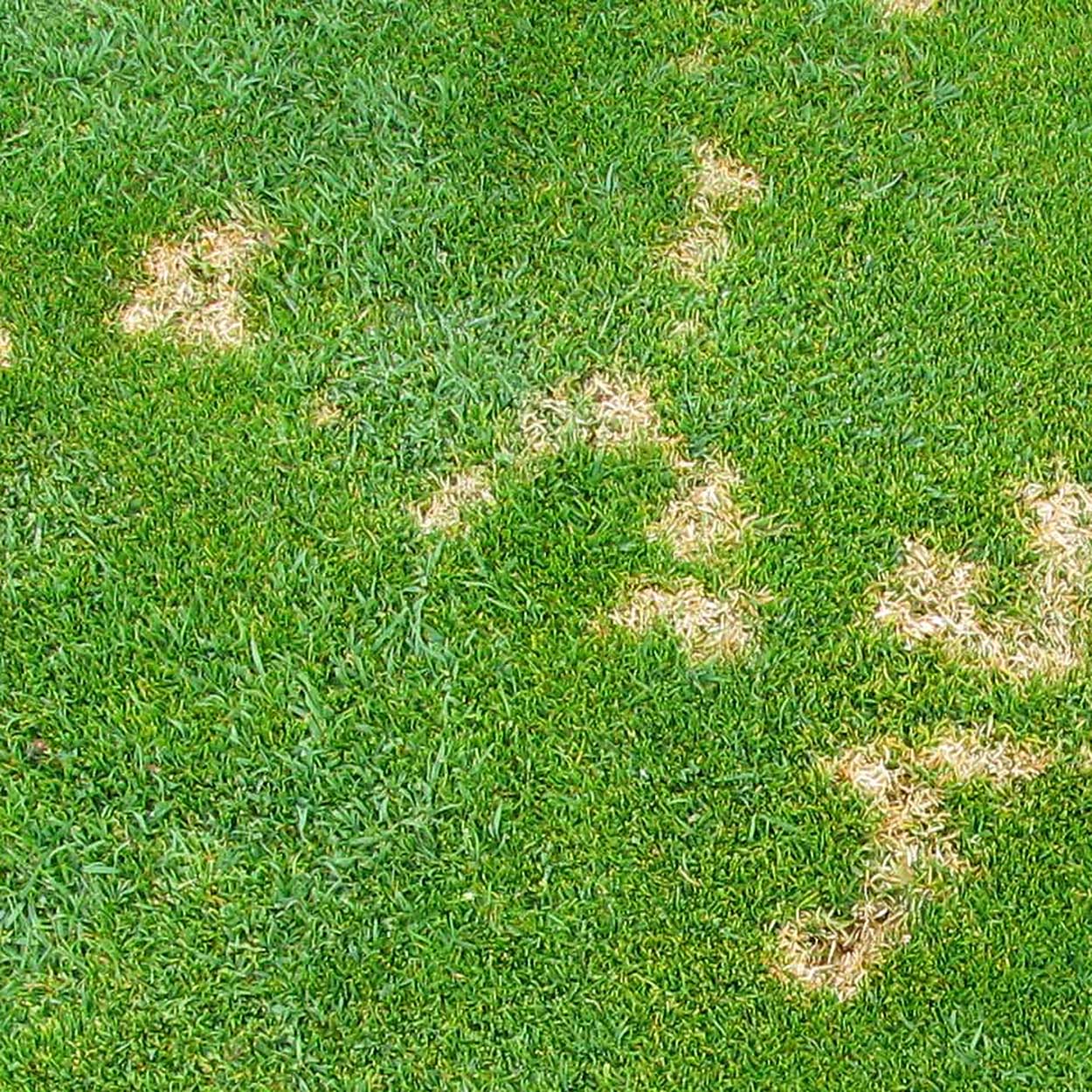 dollar spot