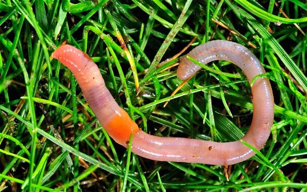 Earthworm