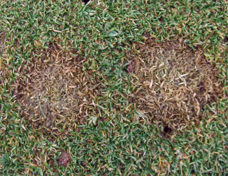 fusarium patch