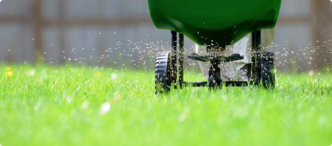 granular lawn fertiliser application