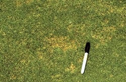 anthracnose photo 1