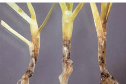 anthracnose photo 3