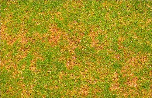 anthracnose photo 4