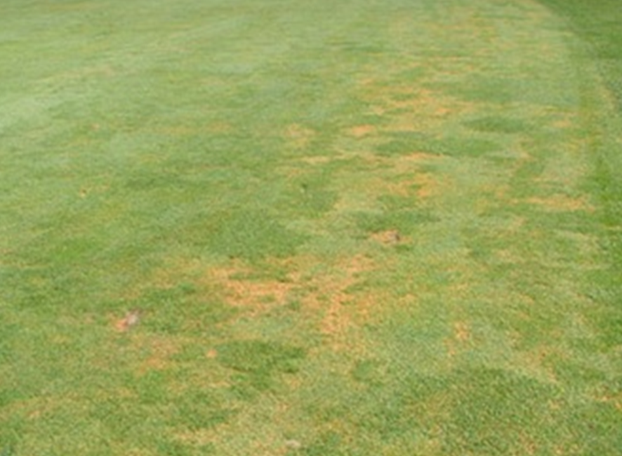 anthracnose photo 2